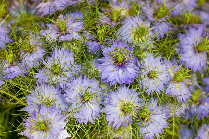 Joining a Garden