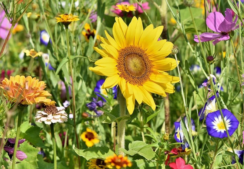 DIY Garden Markers